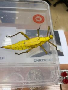 FESTIWAL NAUKI - WARSZTATY PRZYRODNICZE